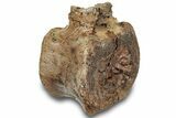Hadrosaur (Edmontosaurus) Caudal Vertebra Centrum - South Dakota #316926-1